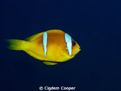 twobar anemonefish by Cigdem Cooper 